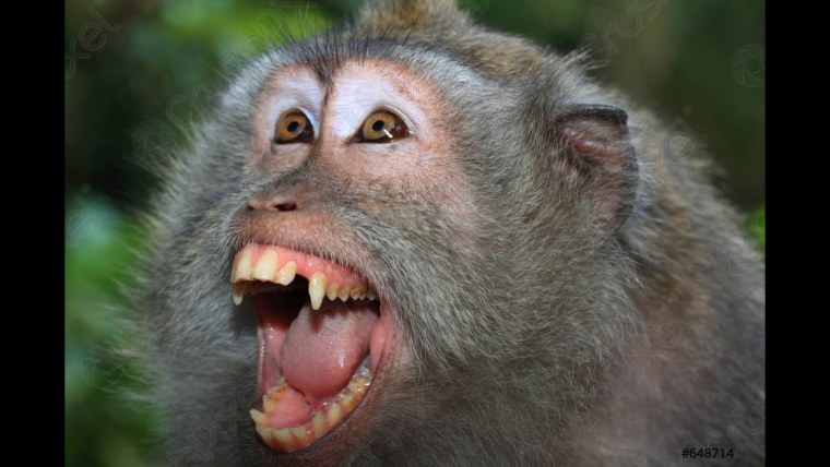 Макака с открытым ртом