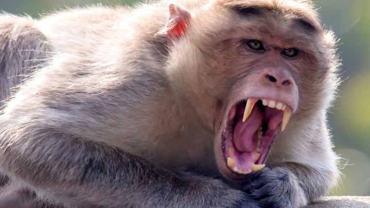 Бешеная обезьяна