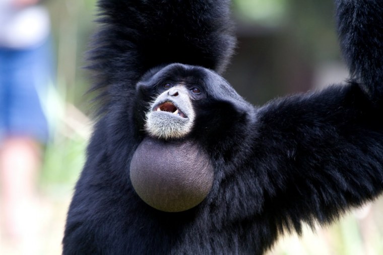 Гиббон сиаманг