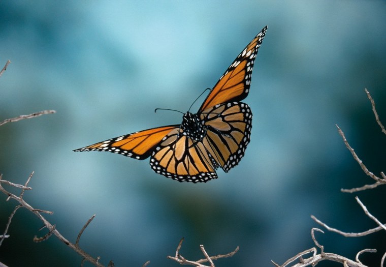 Бабочка в полете