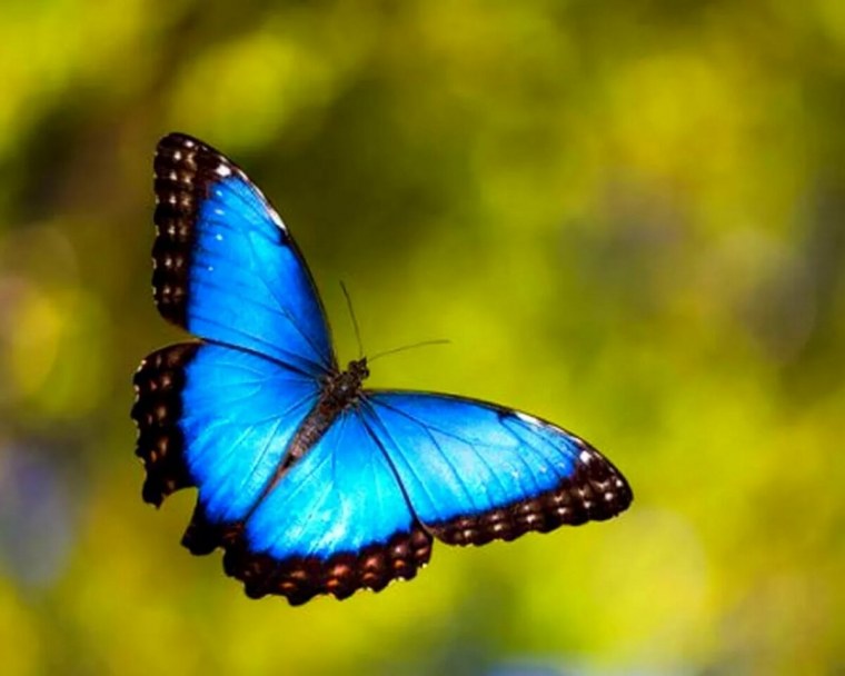 Абсолем бабочка