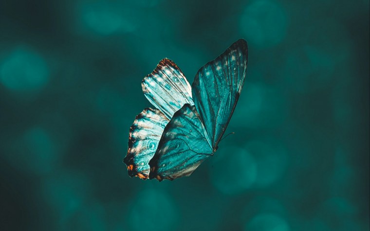 Бабочка Макросъемка