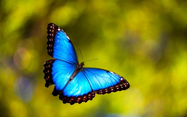 Бабочка Блю Морфо гусеница
