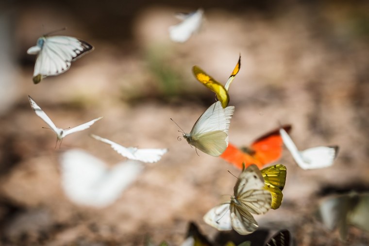 Полет бабочки