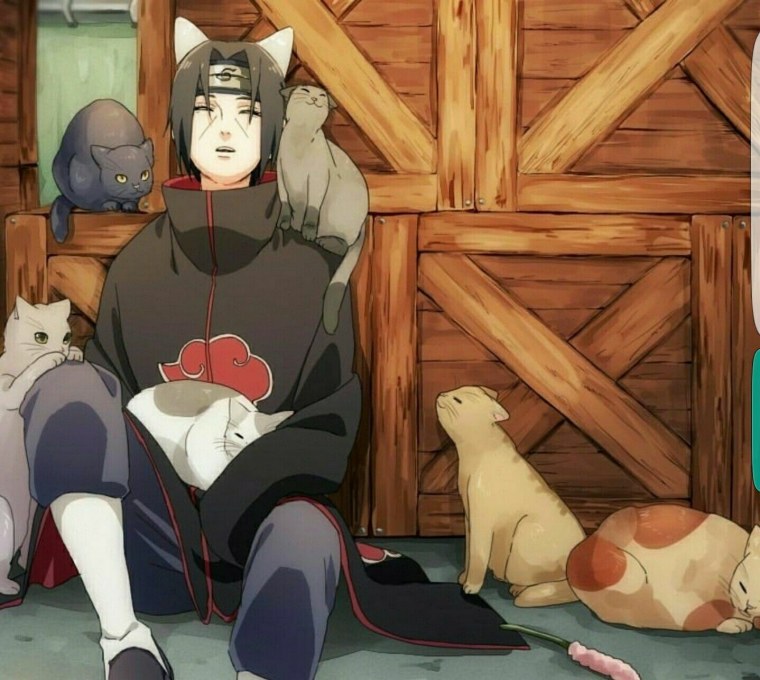 Итачи Учиха кот