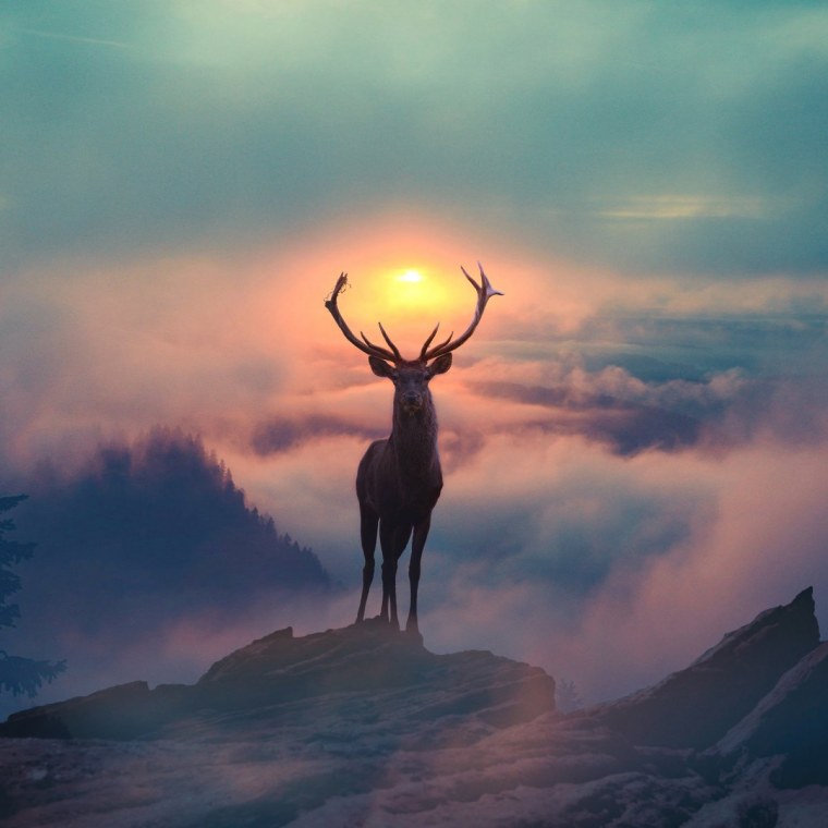 Ветка над водой