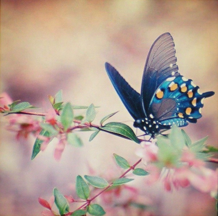 Девушка под красным зонтом море