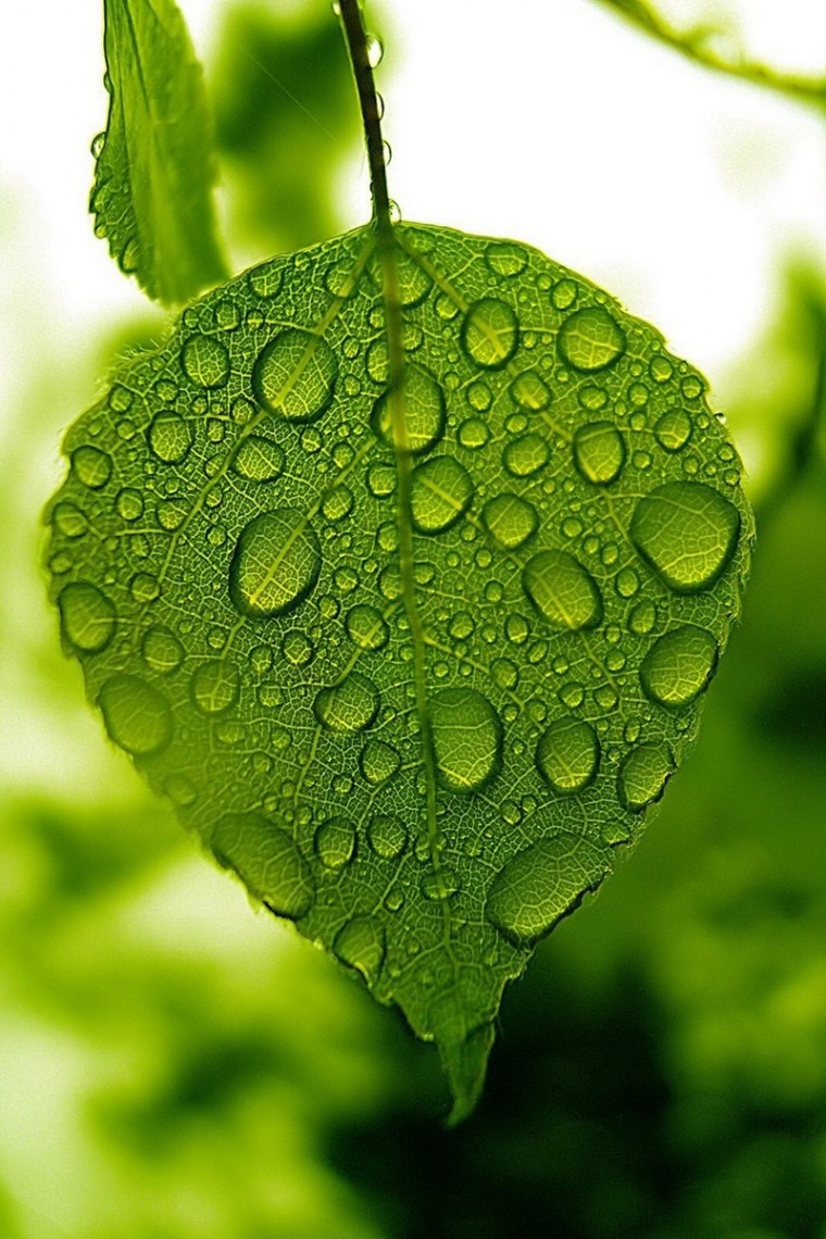 Аватар на ватсап природа