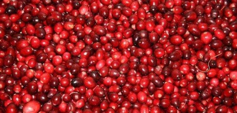 Клюква ягода