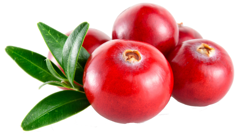 Брусника и клюква на прозрачном фоне