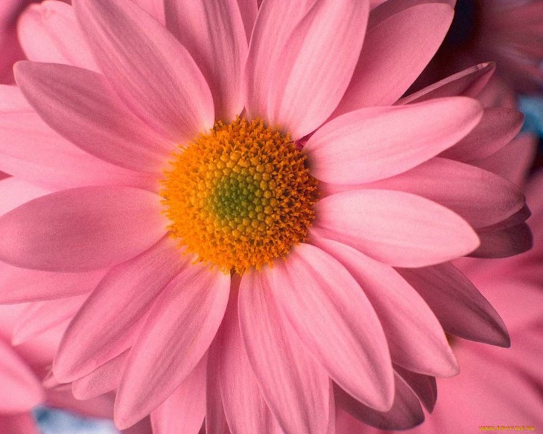 Мойчечак Гули