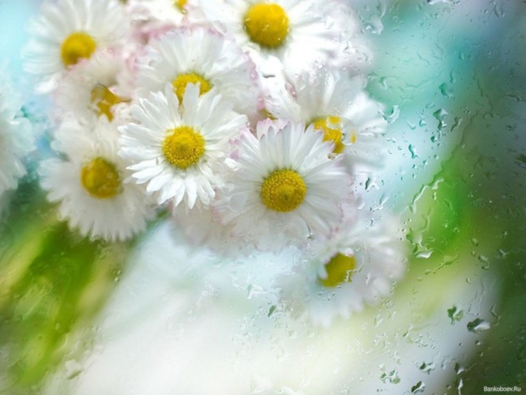 Красивые букеты для ватсапа