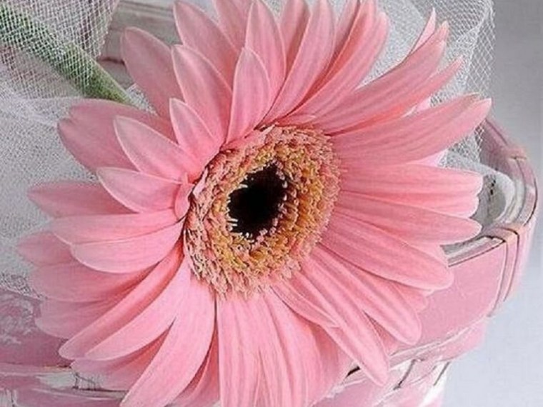 Фрактал Лотос