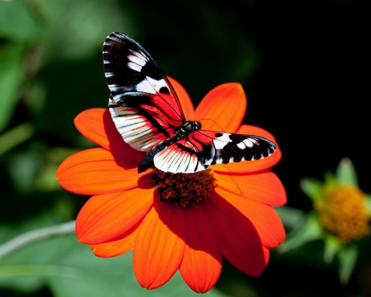 Дина Григорьева Псков