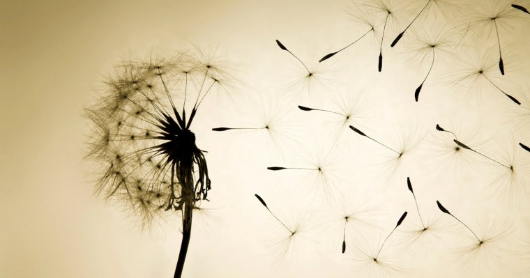 Одуванчики на стене на бежевом фоне