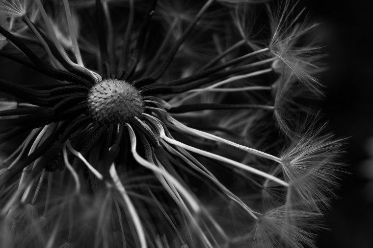 Цветы Макросъемка