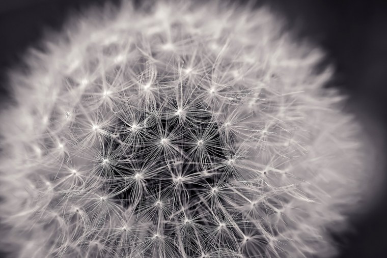 Афреско одуванчики