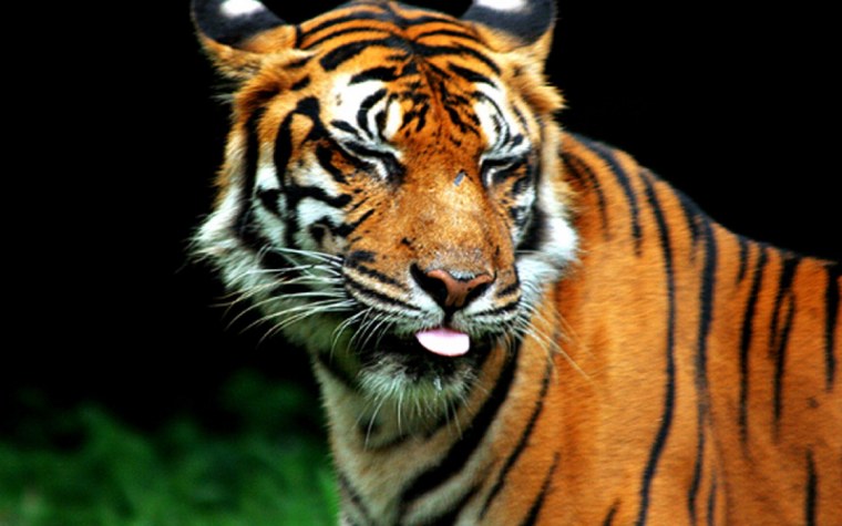 Черный оранжевый тигр