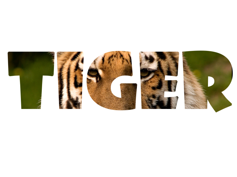 Красивая надпись тигр
