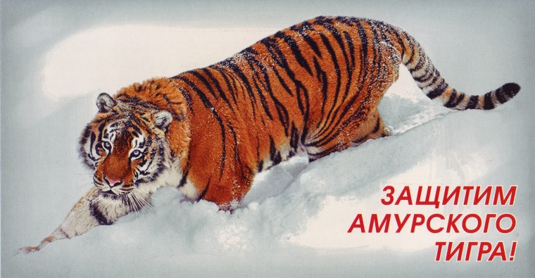Берегите тигров