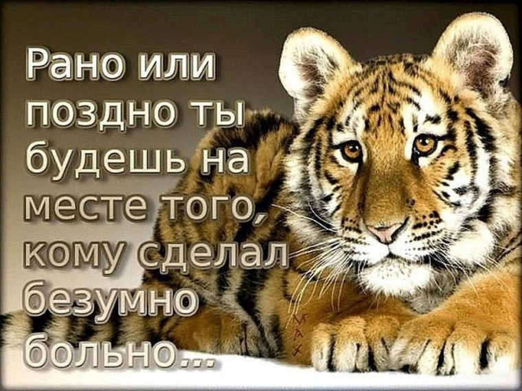 Тигр цитаты