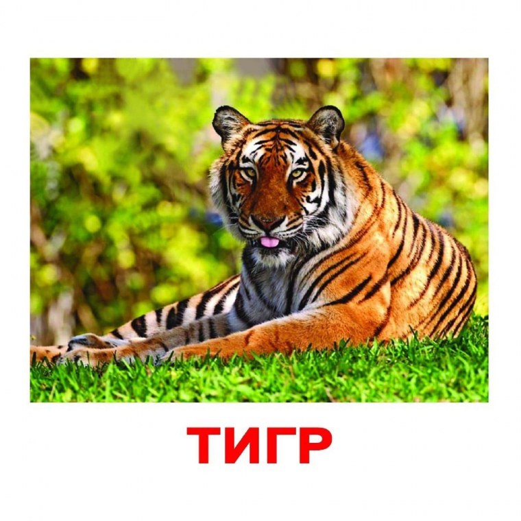 Карточки домена «Дикие животные»