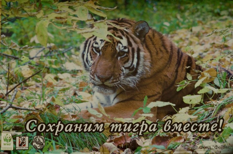 Сохраним Амурского тигра