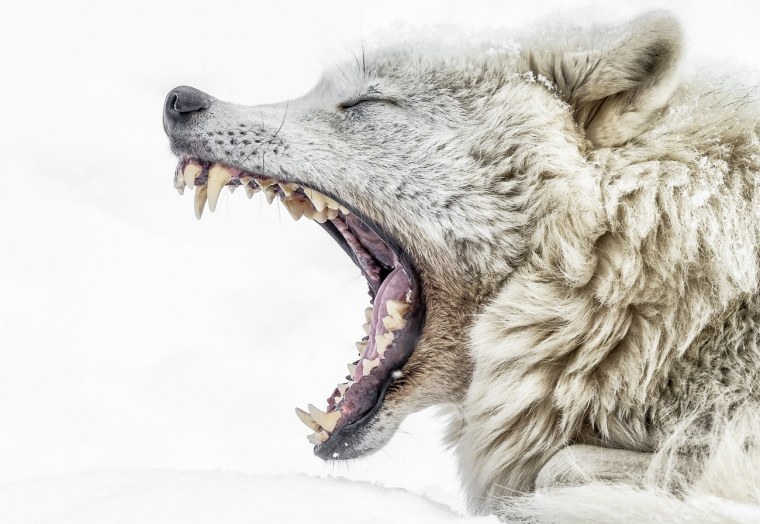 Волк скалит зубы вид сбоку