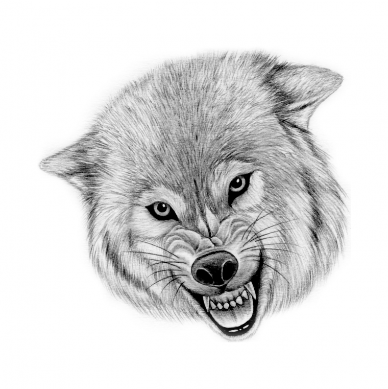 Волк оскал