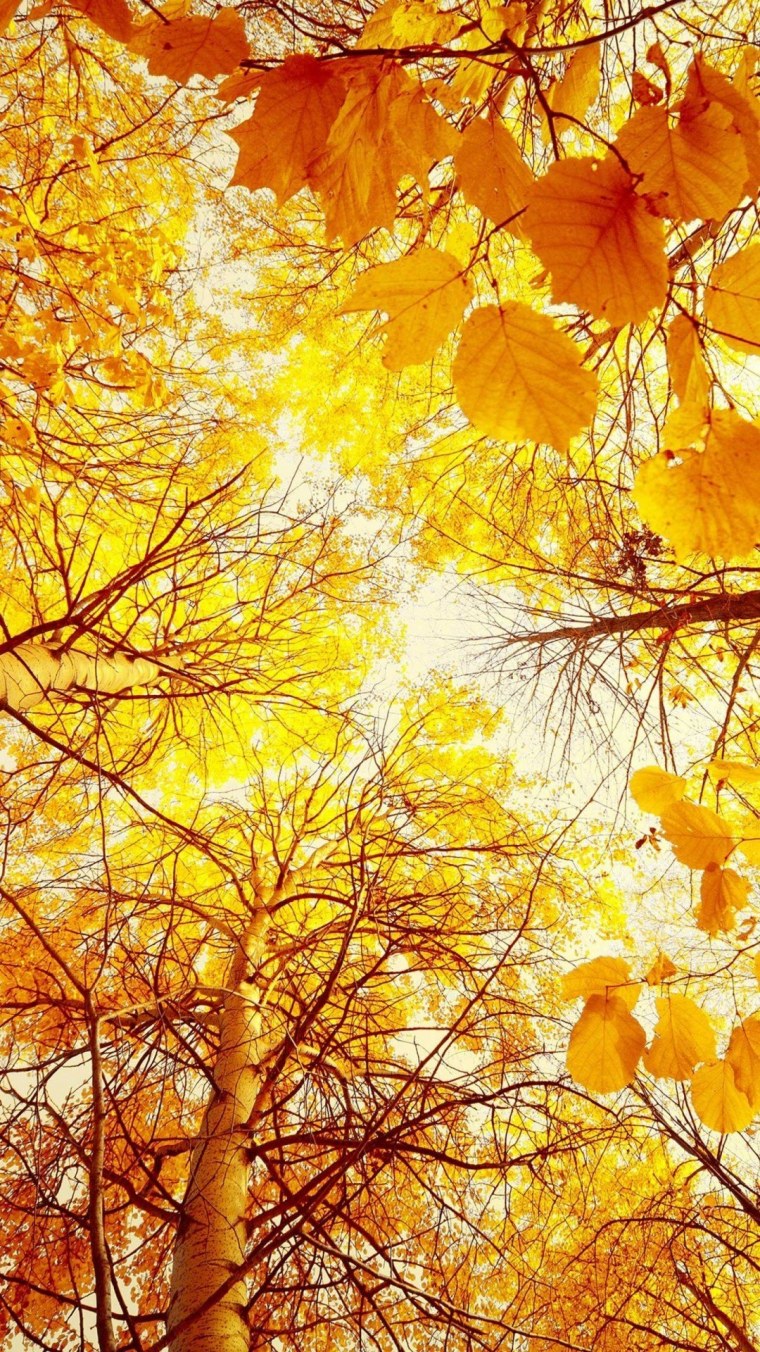 Красивая осень