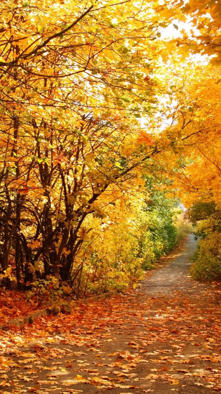 Природа осень