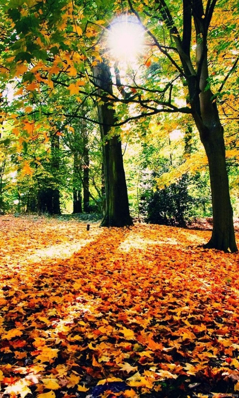 Опавшие листья