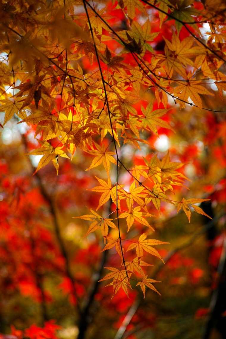 Природа ранняя осень