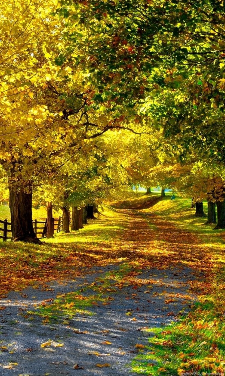 Фотообои осень