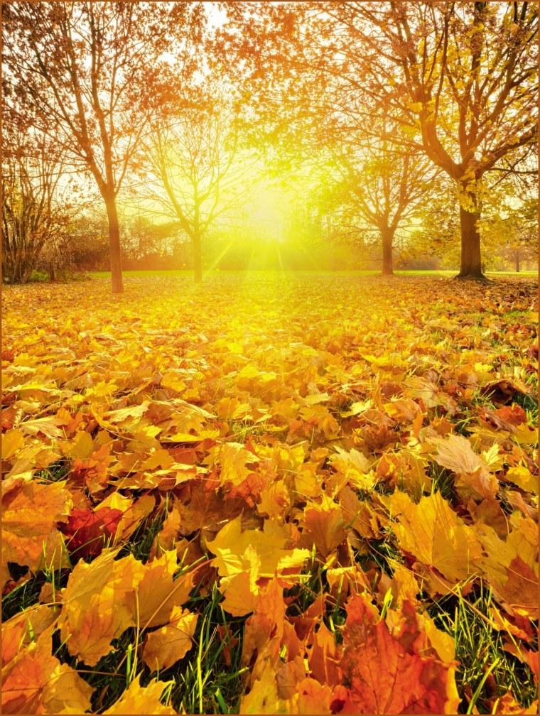 Золотая осень