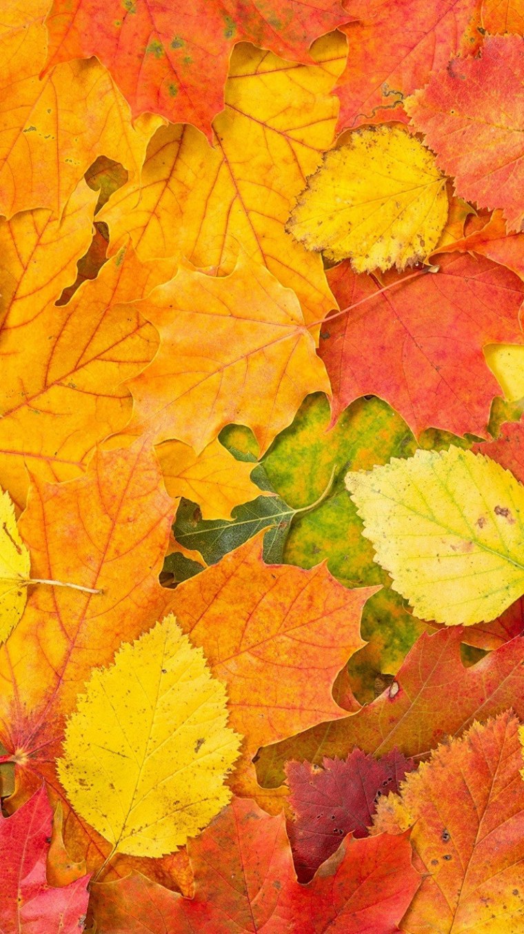 Осенние листья пейзаж