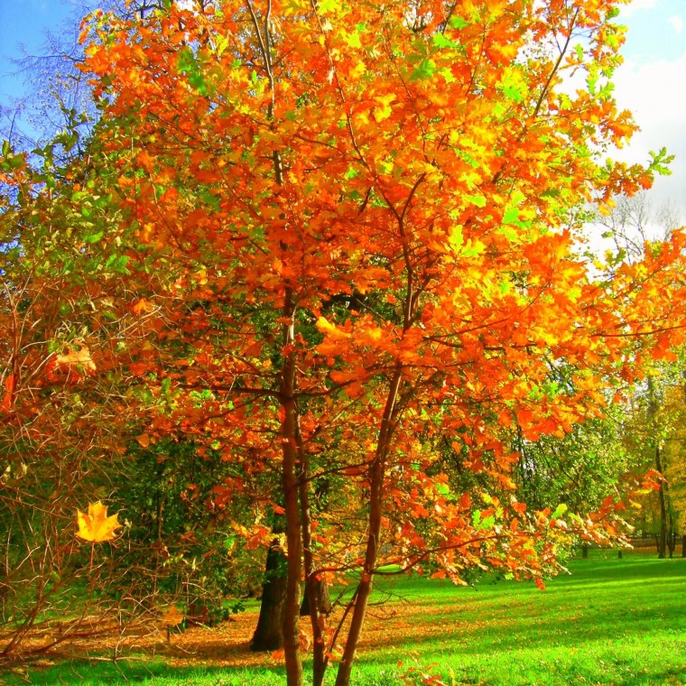 Пейзаж ранняя осень