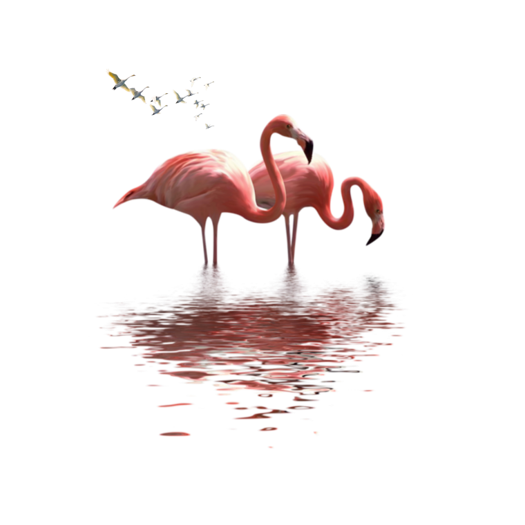 Фламинго для фотошопа