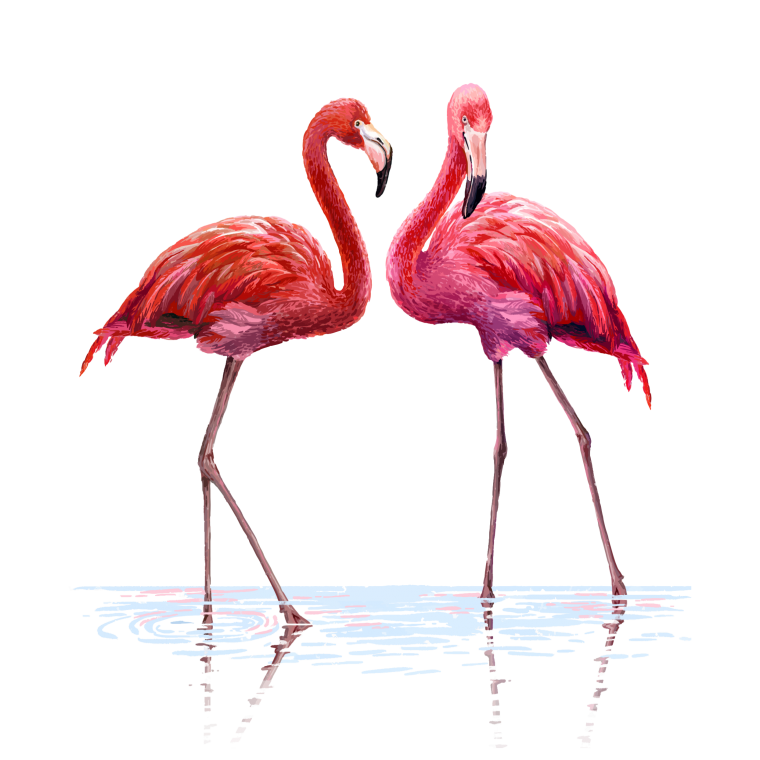 Картинка Фламинго на белом фоне для печати