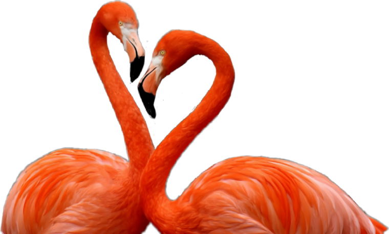 Фламинго фото на белом фоне