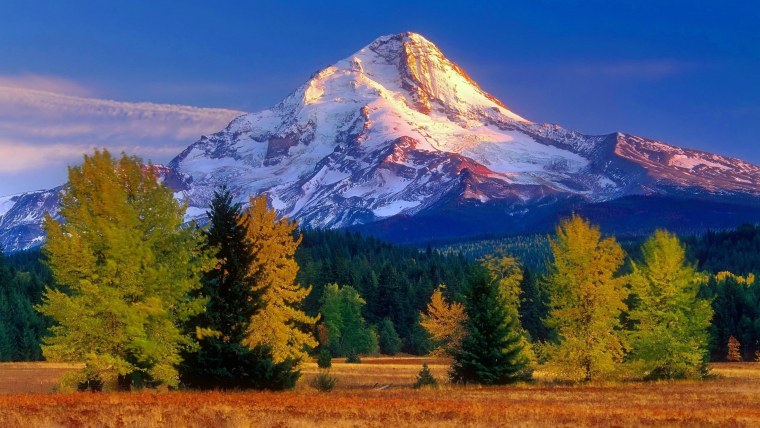 Мелисса рисо (Melissa riso)