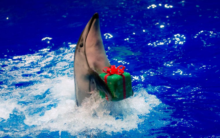 Дельфин с цветами