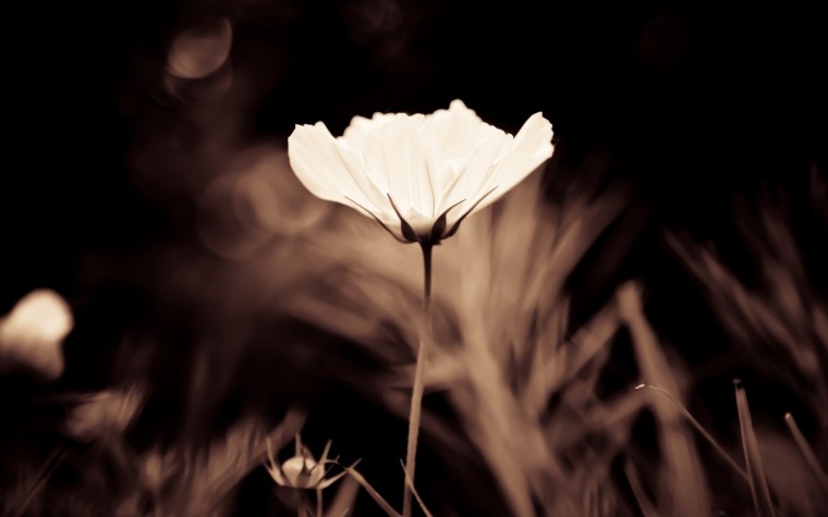 Эстетика коричневого и бежевого