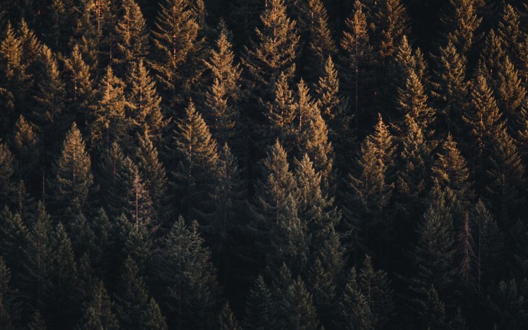 Бежевые цветы