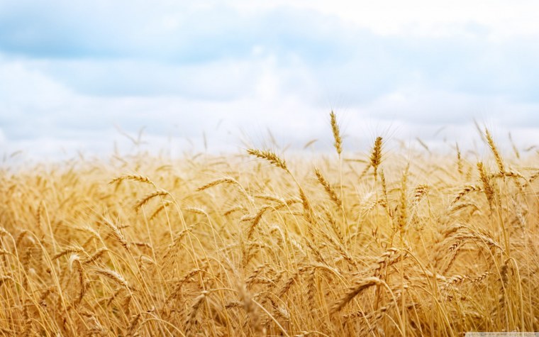 Колосья пшеницы