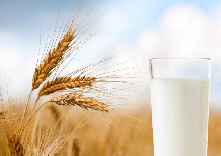 Колосья пшеницы