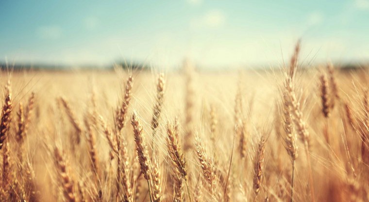 Пшеница фон