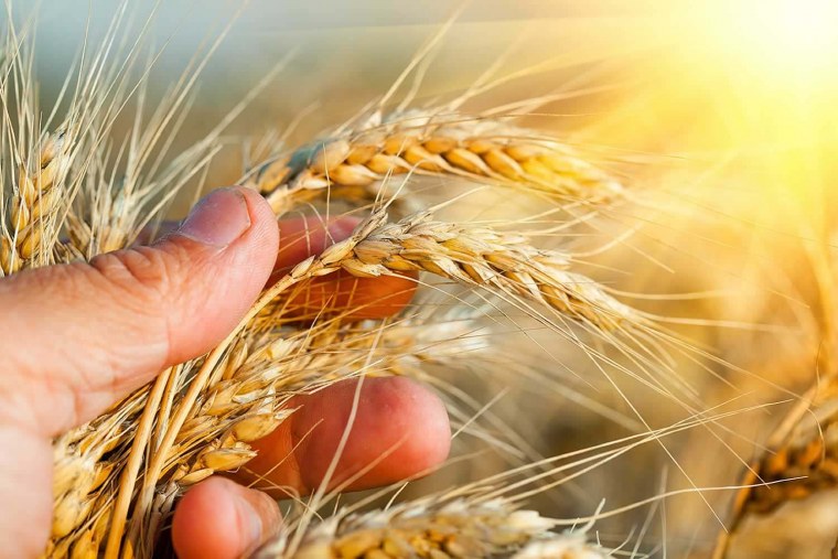 Труженики сельского хозяйства