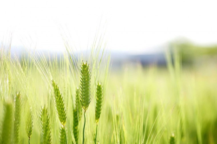 Зеленое поле пшеницы