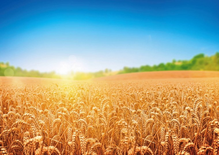 Фото в пшеничном поле семьей